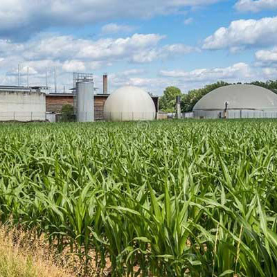 Bio-CNG-through-Napier-Grass