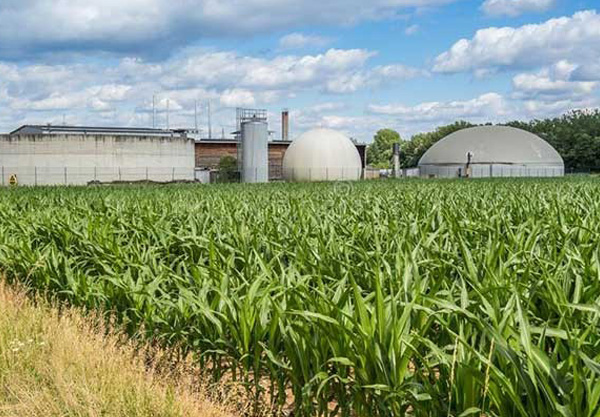 Bio-CNG-through-Napier-Grass